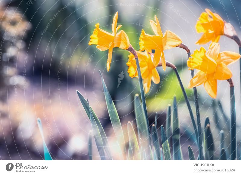 Beautiful daffodils in the garden Design Summer Garden Nature Plant Sunlight Spring Beautiful weather Flower Leaf Blossom Park Blossoming Love Yellow