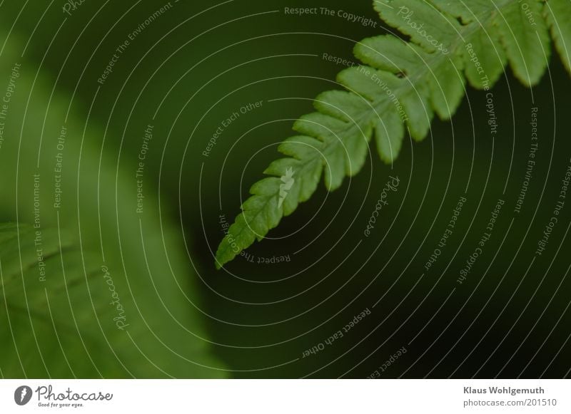 Close up of the tip of a worm fern leaf Environment Nature Plant Spring Fern Agricultural crop Wild plant Growth Green Colour photo Subdued colour Exterior shot