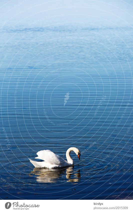 White-collared Swan Water Beautiful weather Baltic Sea Lake Wild animal 1 Animal Swimming & Bathing Esthetic Positive Blue Romance Calm Freedom Ease Nature