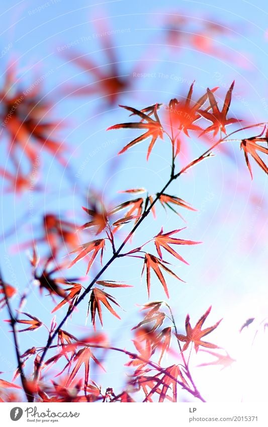 Red leaves on blue background Environment Nature Spring Summer Autumn Plant Tree Leaf Garden Park Meadow Emotions Delicate Translucent Chinese Garden