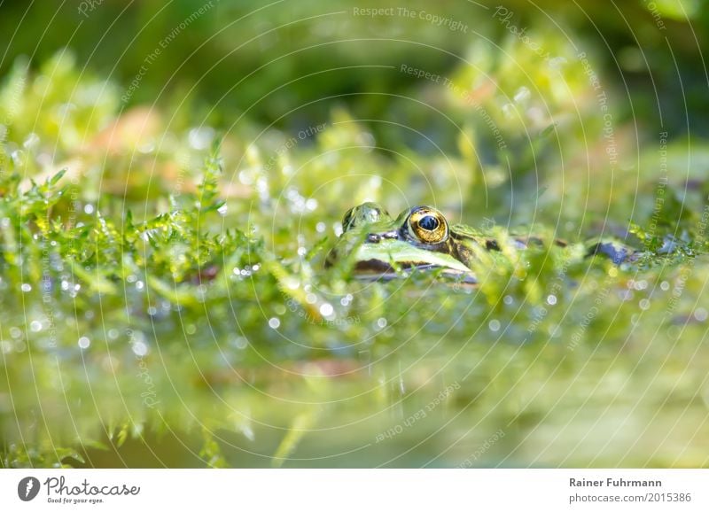 Portrait of a frog in a pond Environment Nature Plant Animal Water Spring Garden Park Bog Marsh Pond Farm animal Frog pond frog 1 Contentment Love of animals