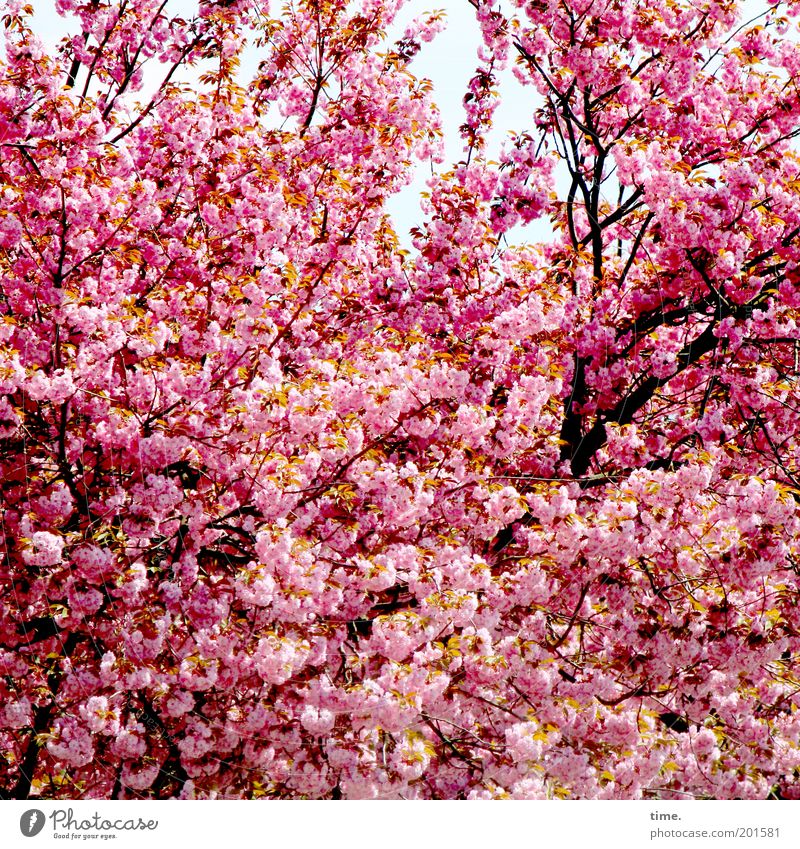 extended family Spring Blossom Plant Tree Branch Twig Pink Depth of field Exterior shot Protection Growth Fresh Explosive Lush Deciduous tree Cherry blossom