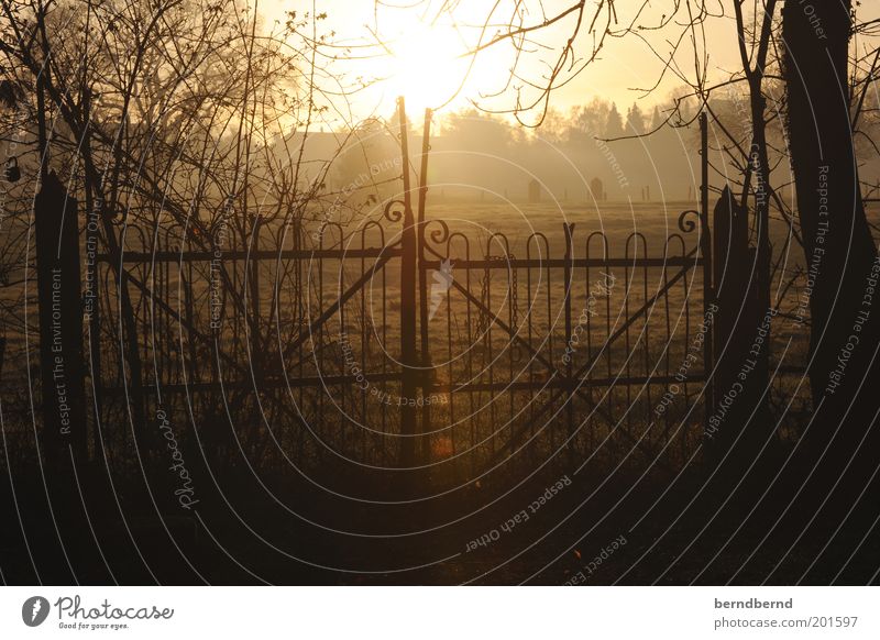 gate Nature Sun Sunrise Sunset Sunlight Tree Wild plant Field Gate Fence Observe Looking Beautiful Brown Yellow Moody Spring fever Pole Patch of light