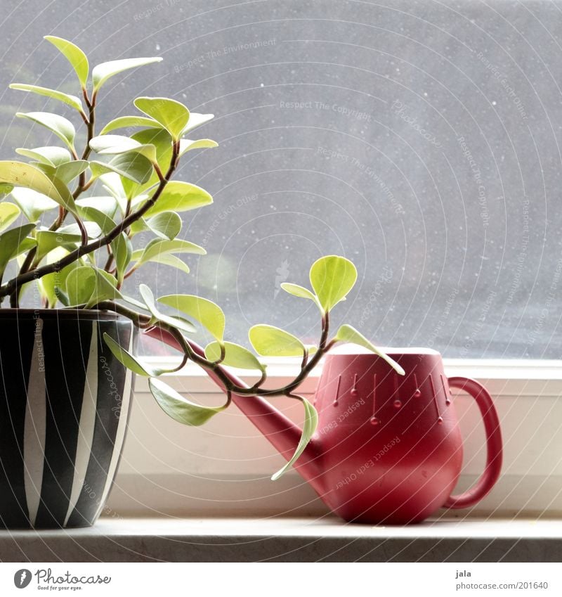 windowsill Plant Pot plant Window Watering can Flowerpot Glass Esthetic Beautiful Red Black White Retro The fifties Sixties Colour photo Interior shot Day