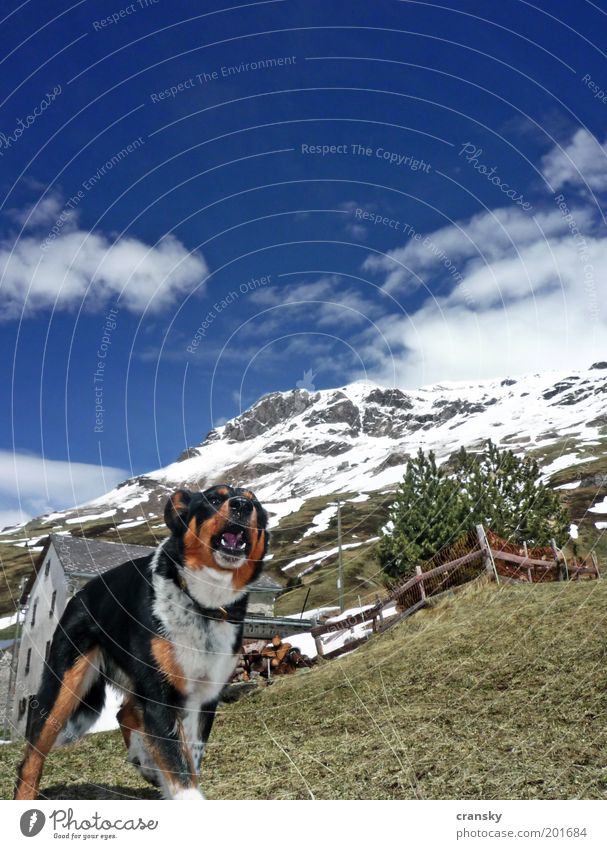 dog weather Vacation & Travel Tourism Trip Expedition Summer Snow Mountain Hiking Sky Spring Beautiful weather Rock Alps Snowcapped peak Animal Dog 1 Aggression