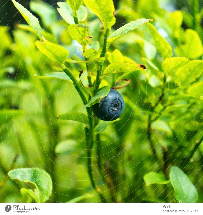 Wild blueberry on the bush in forest Food Fruit Herbs and spices Nutrition Organic produce Vegetarian diet Diet Healthy Eating Summer Nature Plant Spring Autumn