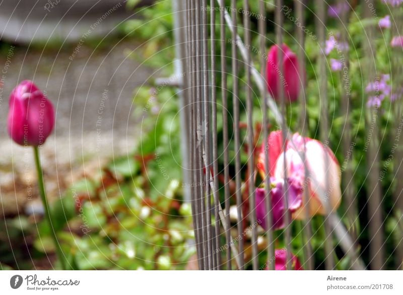 ... unfortunately have to stay outside Spring Flower Tulip Garden Flowerbed Fence Grating Hoarding Metal Blossoming Communicate Rebellious Gray Green Pink