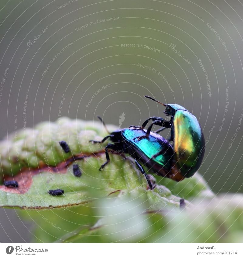 love of animals Environment Nature Animal Leaf Beetle 2 Spring fever Insect Colour photo Exterior shot Close-up Detail Macro (Extreme close-up) Copy Space top