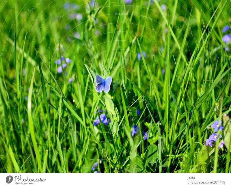 flower meadow Plant Flower Grass Meadow Animal Wild animal Butterfly 1 Blossoming Fragrance Wait Natural Nature Hide Camouflage Blue Colour photo Exterior shot