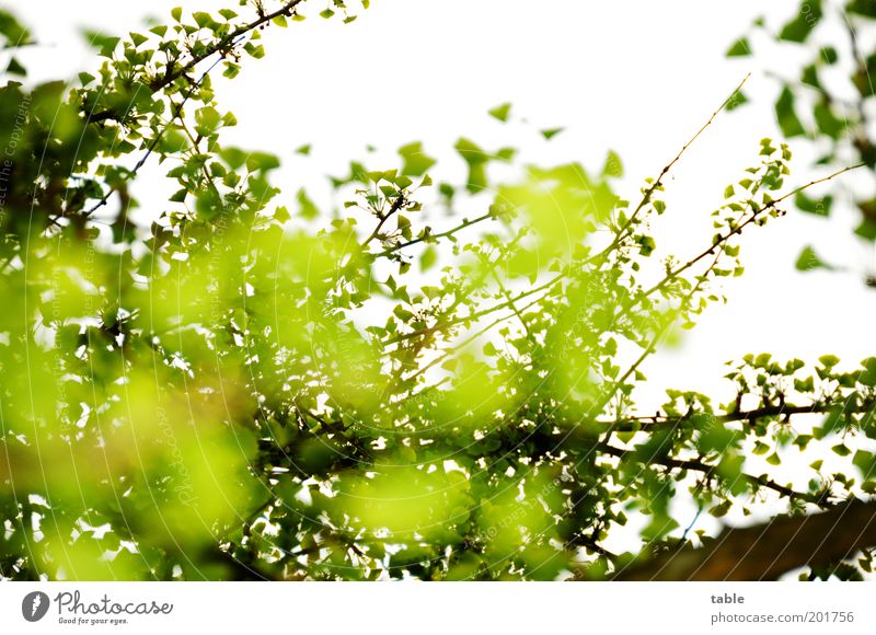 unclear weather situation Plant Leaf Branch Twigs and branches Ginko Hang Illuminate Growth Large Green Complex Life Nature Change Sky Colour photo