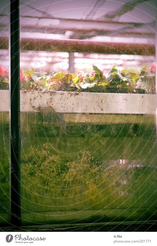 window green Plant Building Greenhouse Window Blossoming Growth Old Dirty Pink Glass Pane Colour photo Exterior shot Deserted Day Section of image Market garden