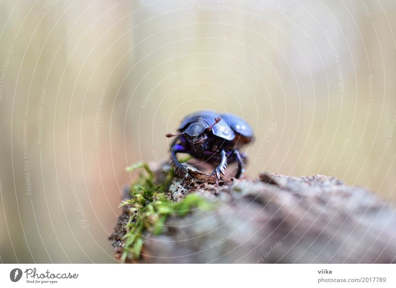 dung beetle Nature Animal Spring Tree Beetle Animal face 1 Wood Observe Crawl Stand Small Blue Brown Green Black Colour photo Exterior shot Close-up