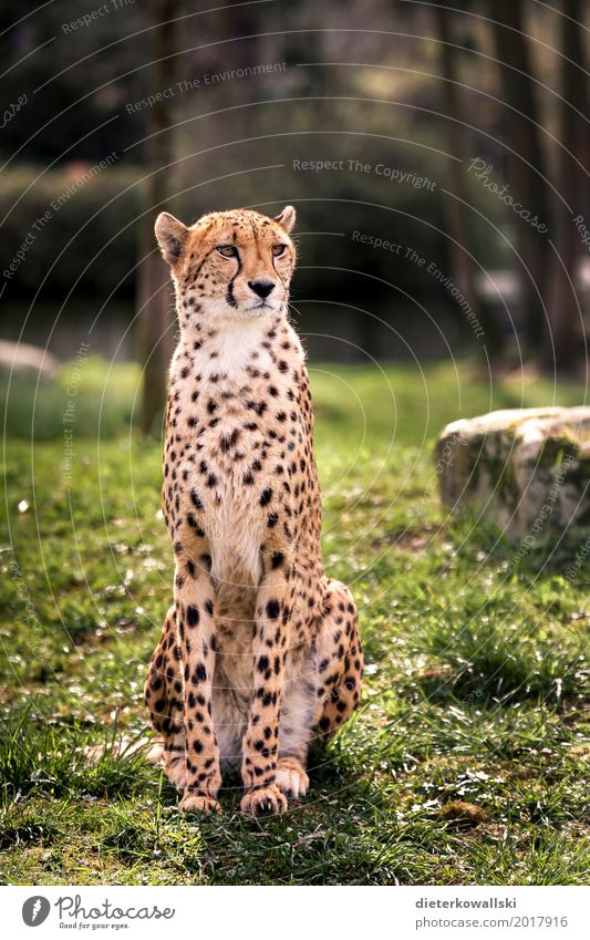 cheetah Wild animal Cheetah 1 Animal Elegant Speed Beautiful Strong Majestic Spotted Cat big cat Watchfulness Zoo Enclosure Captured Colour photo Multicoloured