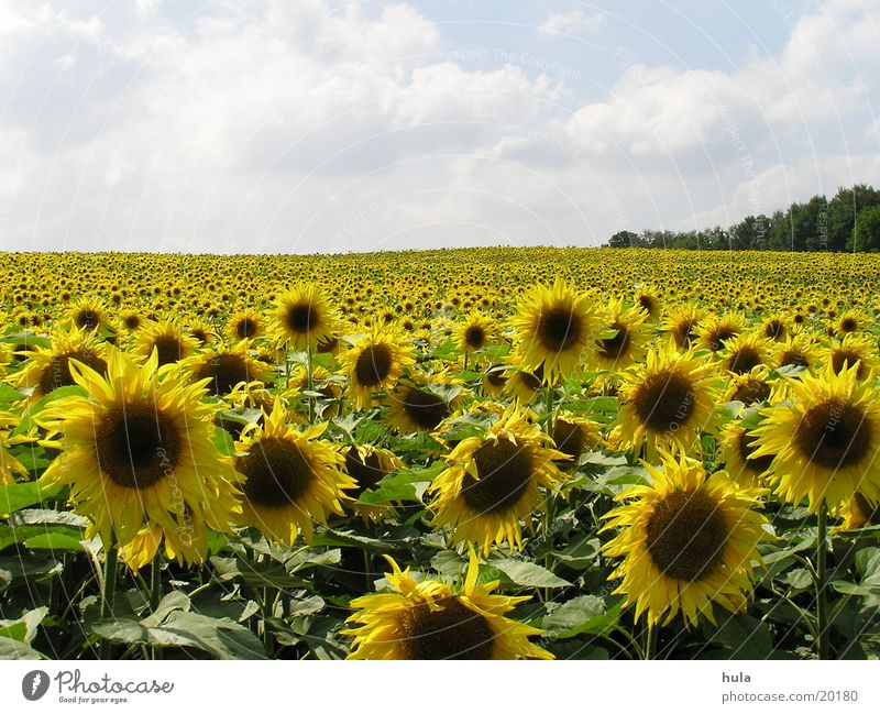 sunflower field Sunflower field