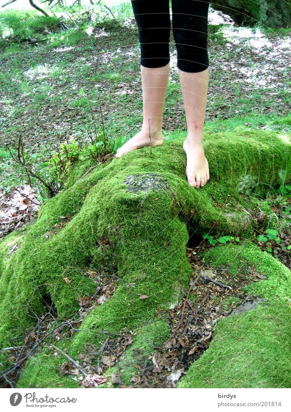 Barefoot girl legs standing on soft moss carpet Young woman Legs Moss Summer Feminine feet Youth (Young adults) Carpet of moss Soft Slim Human being Nature