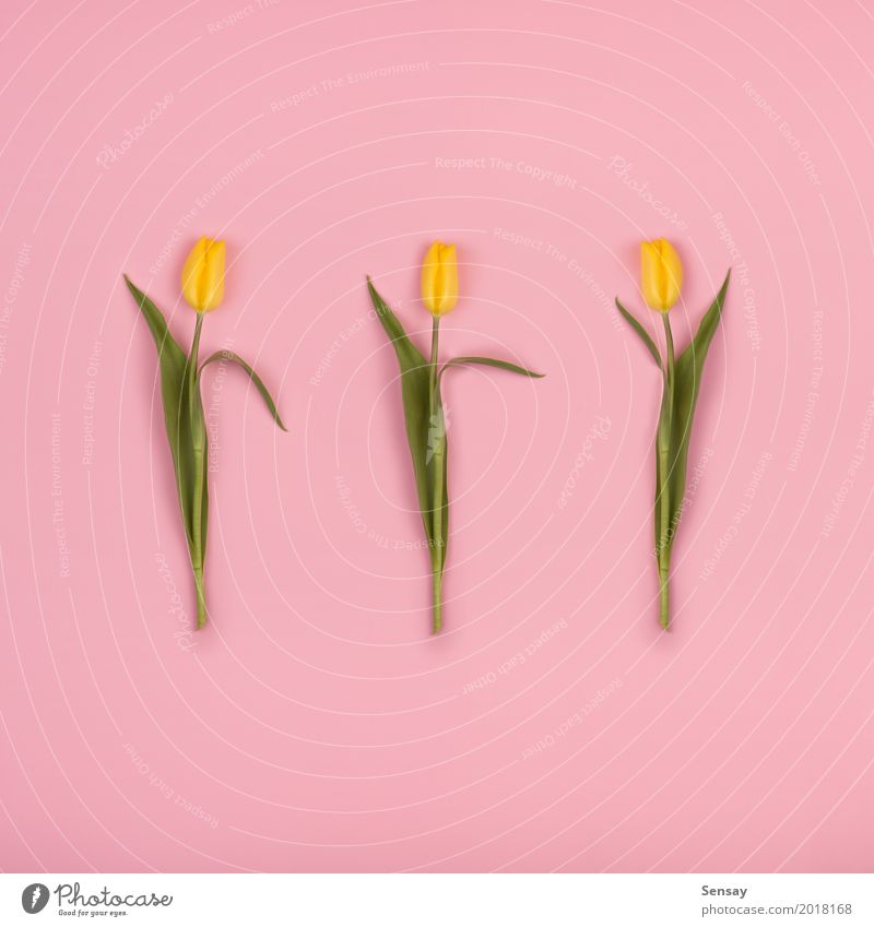 Beautiful tulips on pink paper, top view Summer Decoration Nature Plant Flower Tulip Leaf Blossom Growth Fresh Natural Retro Yellow Pink Red Romance Colour