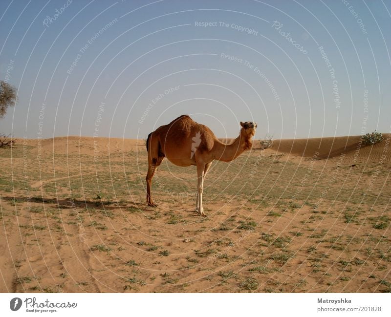 The sea without water Vacation & Travel Warmth Desert Arabia Farm animal Camel Dromedary Looking Stand Free Hot Dry Culture Curiosity Colour photo Exterior shot