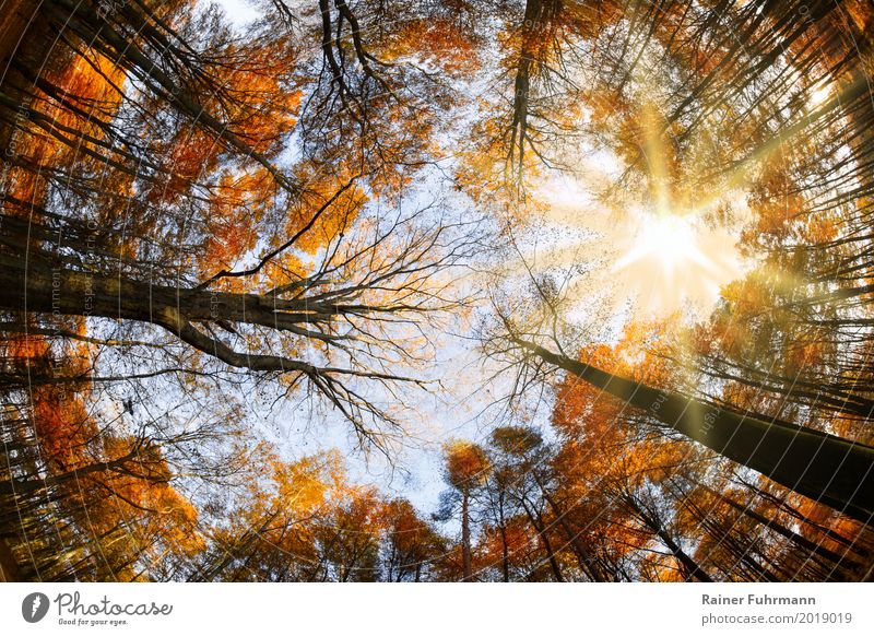 a view into the crowns of an autumnal beech high forest Environment Nature Plant Sun Sunlight Tree Forest Happy Contentment Belief Religion and faith "Autumn