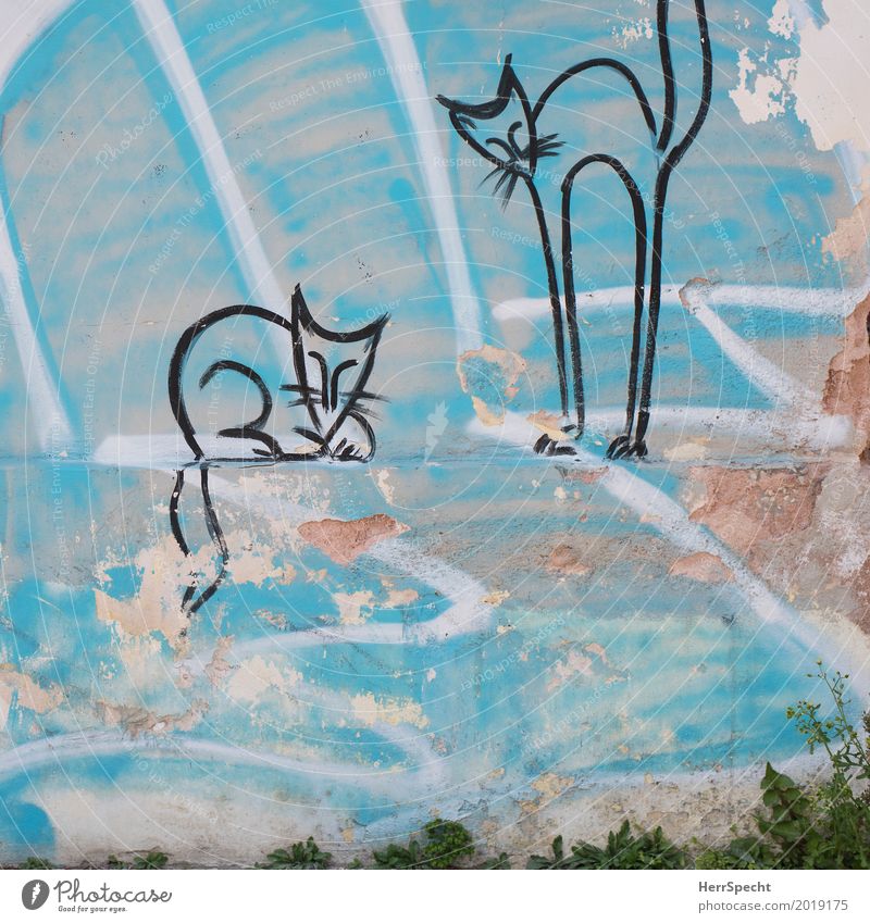 cat couple Youth culture Building Wall (barrier) Wall (building) Facade Cat 2 Animal Graffiti Trashy Under Turquoise Friendship Together Love of animals