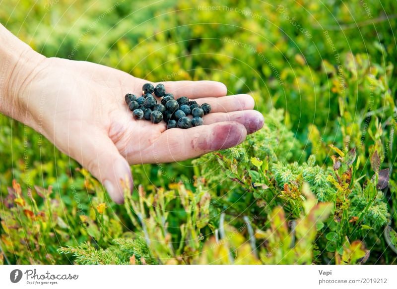 Hand full of wild berries Food Fruit Dessert Nutrition Eating Organic produce Vegetarian diet Diet Healthy Eating Summer Woman Adults Nature Plant Sunlight
