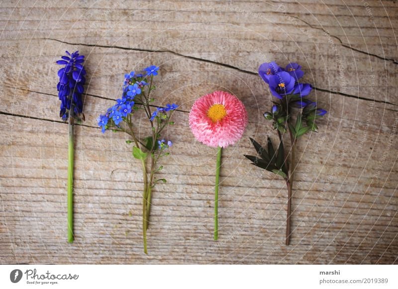 Friends in spring Nature Plant Spring Flower Leaf Blossom Foliage plant Garden Meadow Moody Wood Spring flower Mother's Day Forget-me-not Daisy Hyacinthus 4