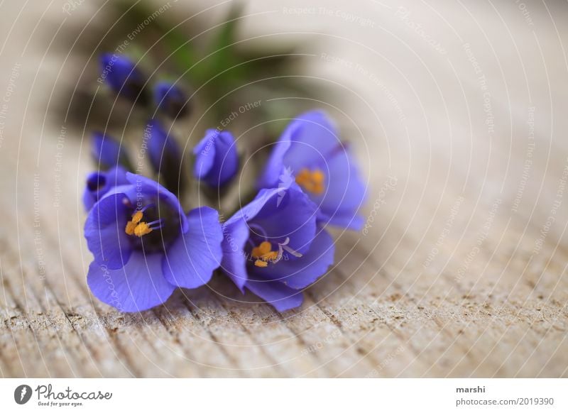 little flowers Nature Plant Spring Summer Flower Moody Blossoming Violet Garden Beautiful Mother's Day Flower meadow Salutation Colour photo Exterior shot