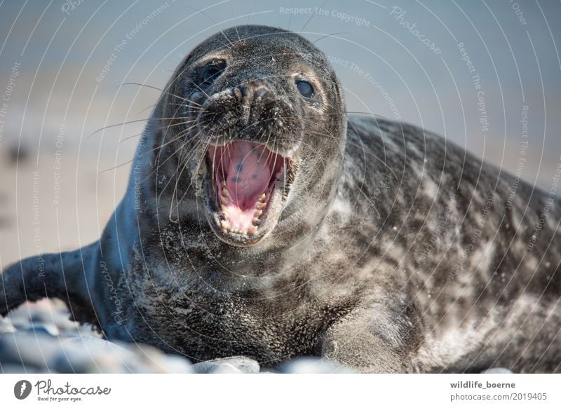 Grey seal Jungtier Animal Wild animal Animal face Pelt Gray seal 1 Baby animal Stone Sand Water Beautiful Small Maritime Natural Curiosity Cute White Fatigue