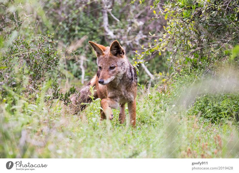 The Jackal Environment Nature Landscape Spring Summer Warmth Drought Plant Grass Bushes Foliage plant Savannah South Africa Deserted Animal Wild animal Dog