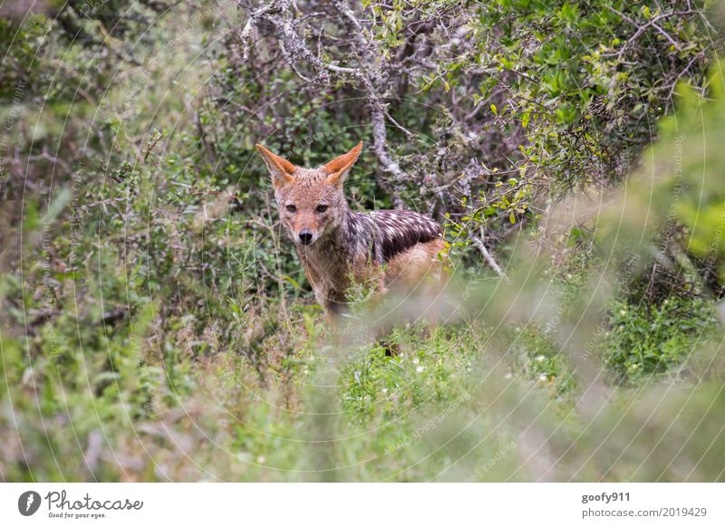 The Jackal II Environment Nature Spring Summer Warmth Drought Plant Tree Grass Bushes Foliage plant Savannah South Africa Deserted Animal Wild animal Dog