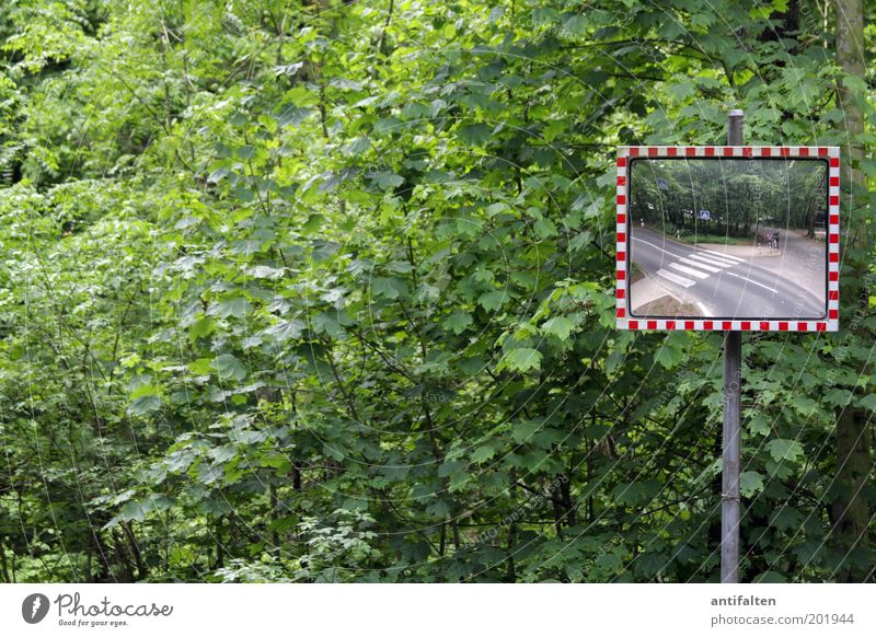 We in the forest in the forest Nature Spring Summer Plant Tree Bushes Leaf Park Forest Transport Street Crossroads Road junction Road sign Zebra crossing Mirror