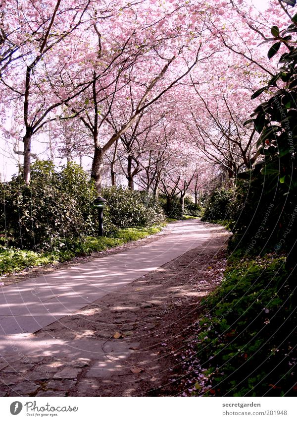 the way is the goal. Environment Nature Plant Spring Tree Bushes Blossom Park Lanes & trails Blossoming Relaxation Beautiful Pink Protection Romance Idyll Calm