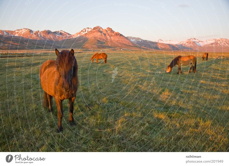 Iceland ponies Mountain Landscape Animal Grass Meadow Field Hill Pelt Horse Brown Green Grassland Iceland Pony Mane Colour photo Exterior shot Deserted
