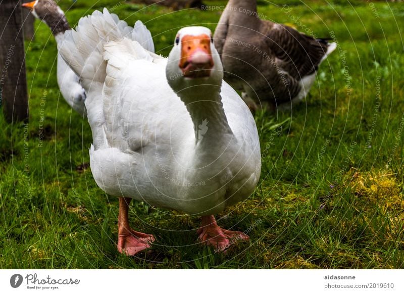 goose Animal Bird 1 Looking Goose White Farm Colour photo Exterior shot Deserted Day Profile Looking into the camera