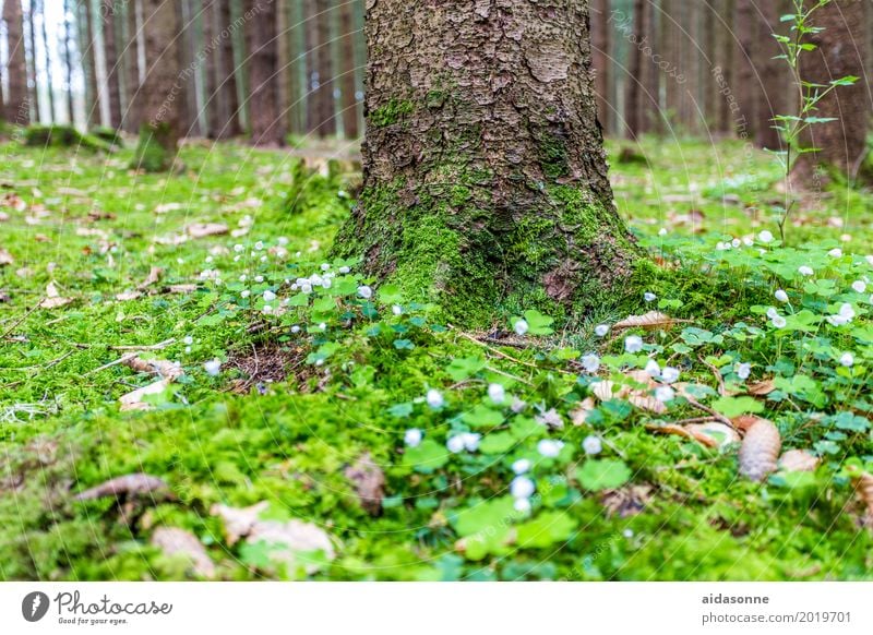 SPRING IN THE FOREST Nature Landscape Plant Spring Beautiful weather Tree Blossom Forest Happy Contentment Joie de vivre (Vitality) Spring fever Bavaria