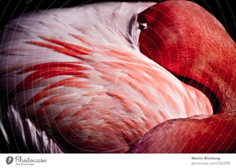 sleepmode Animal Wild animal Flamingo Wing 1 Relaxation To enjoy Lie Sleep Dream Glittering Cuddly Natural Soft Pink Red White Emotions Contentment
