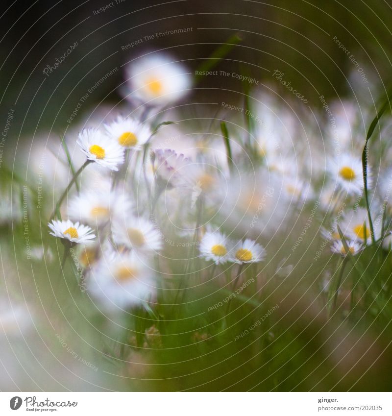 Dreaming Daisies (Happy Birthday Dorit) Environment Nature Plant Flower Grass Blossom Meadow Blossoming Growth Daisy Family White Blur Diffuse Small Maximum
