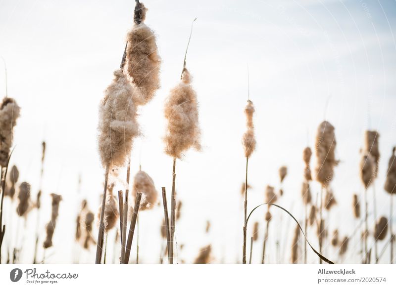 cane Common Reed Nature Plant Grass Spring Blossoming Seed Lakeside Cotton candy Fluff