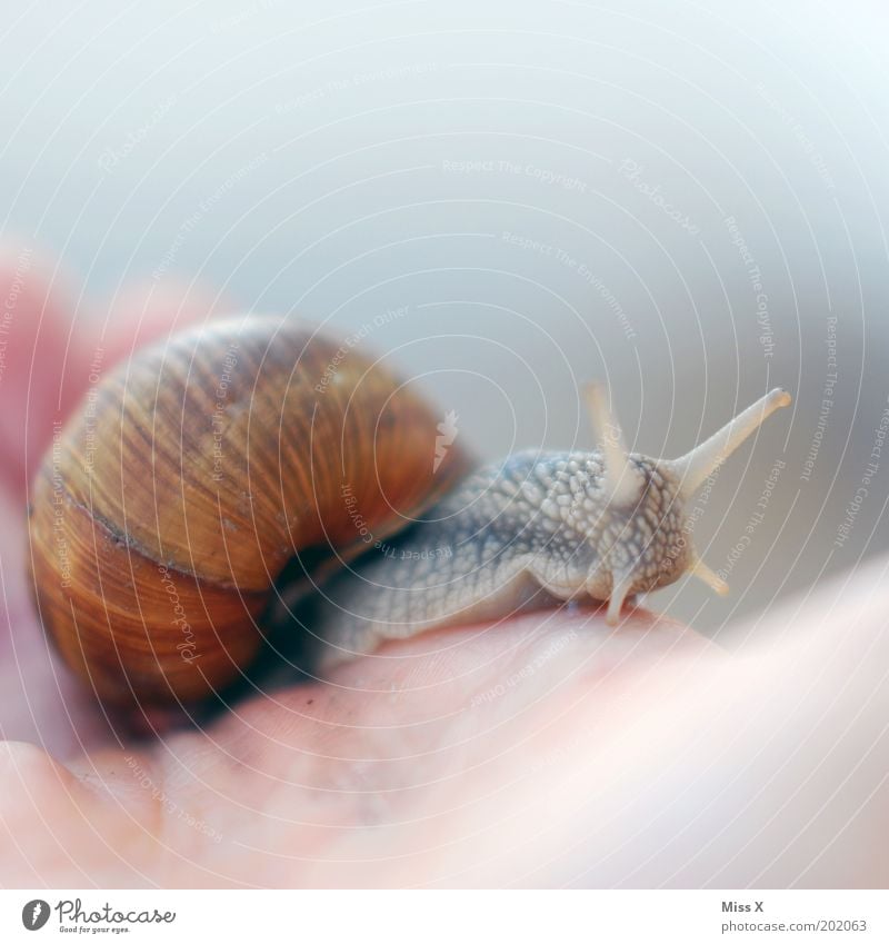 rather a snail in the hand than... Hand Animal Snail 1 Disgust Slimy Vineyard snail Feeler Snail shell Crawl Colour photo Subdued colour Close-up Detail