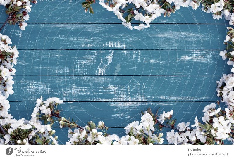 Flowering cherry branches on a blue wooden surface Nature Plant Tree Blossom Bouquet Wood Old Bright Blue White Cherry background empty place board spring