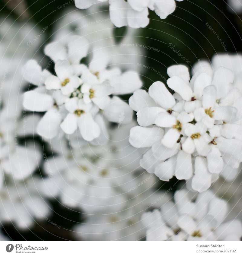 Flowers from the garden Nature Plant Summer Bushes Garden Blossoming Round White Beautiful weather Growth Illuminate Small Iberis Subdued colour Exterior shot