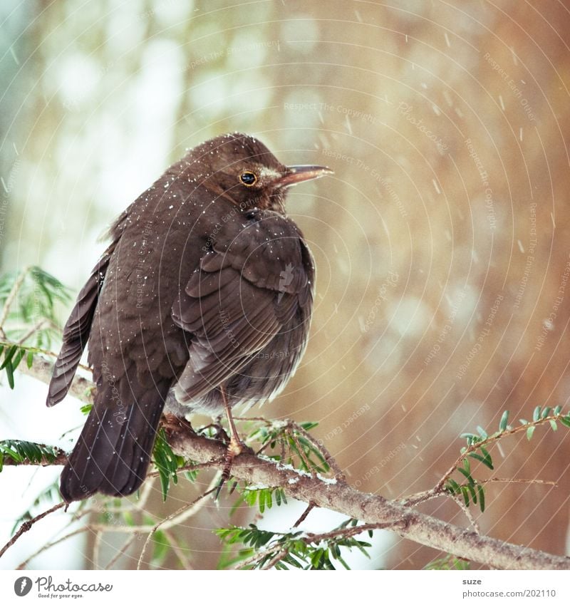 blackbird Environment Nature Plant Animal Winter Bushes Wild animal Bird 1 Sit Wait Authentic Cold Small Natural Cute Brown Blackbird Feather Songbirds Twig