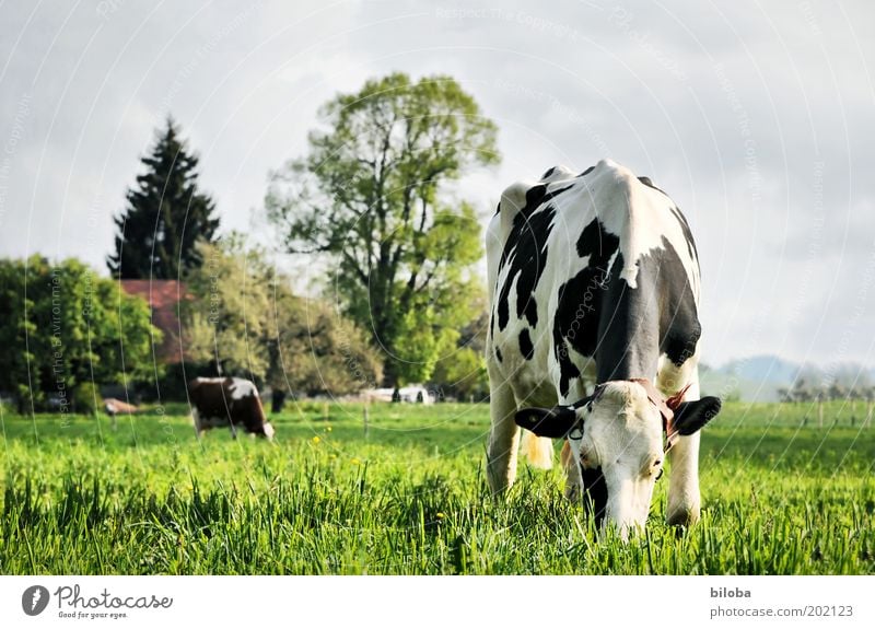 country life Nature Landscape Plant Animal Spring Summer Farm animal Cow To feed Stand Fresh Green Black White Contentment Agriculture Biological Idyll