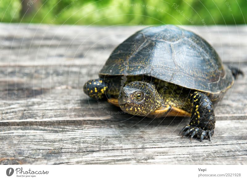 Big turtle on old wooden desk Exotic Summer Garden Desk Table Nature Animal Sunlight Grass Pet Wild animal 1 Wood Old Crawl Small Natural Cute Brown Gray Green
