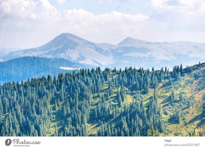 Green pine trees in the mountains Beautiful Vacation & Travel Tourism Summer Summer vacation Mountain Environment Nature Landscape Plant Sky Clouds Sunlight