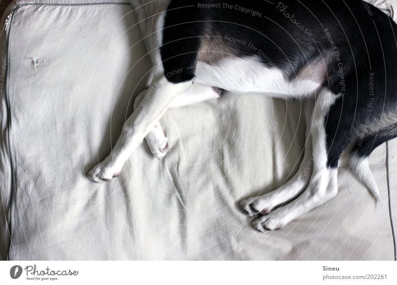 Help, my bed is shrinking... Animal Pet Dog Pelt Paw 1 Baby animal Relaxation Sleep Dream Beautiful Cute Clean Soft Black White Serene Calm Trust Puppy Cushion