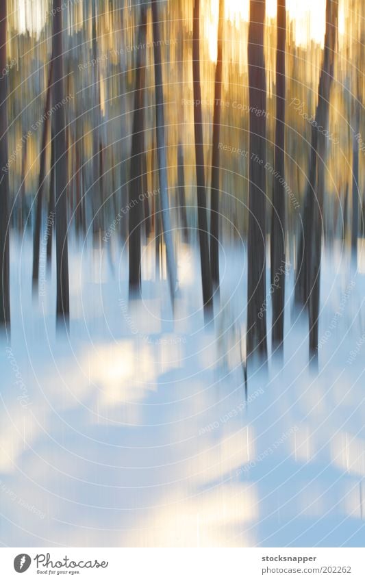 Winter forest Forest Blur Motion blur The Arctic Snow Tree Light Abstract
