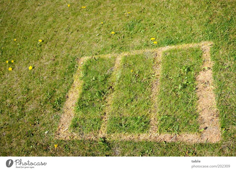 missing . . . Leisure and hobbies Summer vacation Nature Garden Meadow Blossoming To dry up Growth Sharp-edged Brown Green Lose Imprint Pattern Rectangle