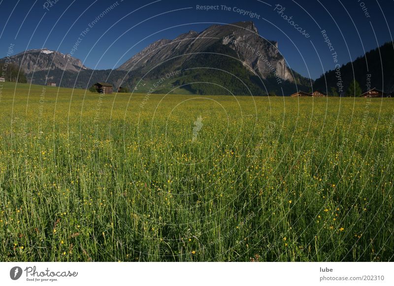 spring meadow Environment Nature Landscape Plant Animal Cloudless sky Spring Climate Beautiful weather Grass Meadow Field Rock Alps Mountain Peak Green Plain