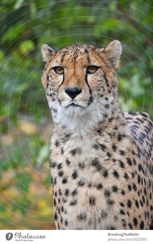 Close up portrait of cheetah looking at camera Summer Nature Animal Wild animal Cat Zoo 1 Walking Looking Stand Green Cheetah front Vantage point Low wildlife