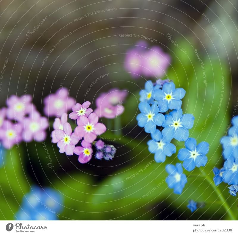 Flowering Forget-me-not linum usitatissimum Bud Plant Verdant Botany Cute Small Pink Blue Detail Background picture Flax Nature Summer Growth Sweet Soft